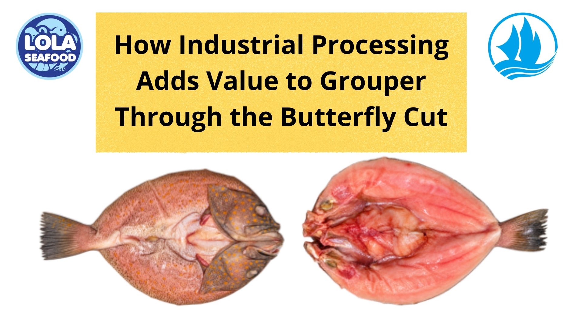  How Industrial Processing Adds Value to Grouper Through the Butterfly Cut